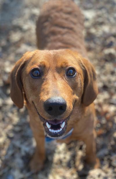 Dogs Available for Adoption - Humane Society of Blooming Grove